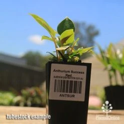 Anthurium Success Red -Bloom Field Shop apo success red anthurium tubestock small
