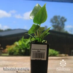 Anthurium Success Red -Bloom Field Shop apo success red tubestock