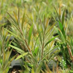 Callistemon Summer Days™ -Bloom Field Shop apo summer days callistemon foliage