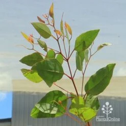 Eucalyptus Summer Scentsation - Flowering Gum 10 Eucalyptus Summer Scentsation - Flowering Gum -Bloom Field Shop apo summer scentsation foliage