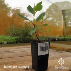 Eucalyptus Summer Scentsation - Flowering Gum 12 Eucalyptus Summer Scentsation - Flowering Gum -Bloom Field Shop apo summer scentsation gum tubestock