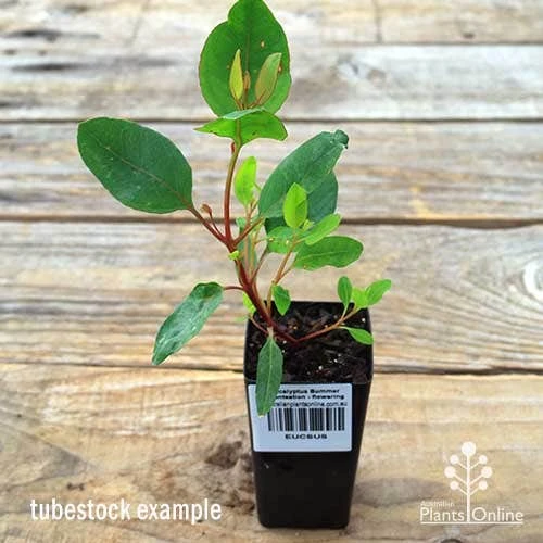 Eucalyptus Summer Scentsation - Flowering Gum 4 Eucalyptus Summer Scentsation - Flowering Gum - Image 2