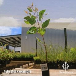 Eucalyptus Summer Scentsation - Flowering Gum 11 Eucalyptus Summer Scentsation - Flowering Gum -Bloom Field Shop apo summer scentsation tubestock 1