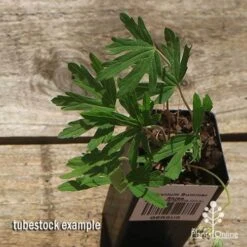 New Arrival -Bloom Field Shop apo summer skies tubestock top