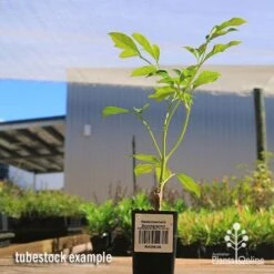 Radermachera Summerscent 7 Radermachera Summerscent -Bloom Field Shop apo summerscent tubestock