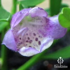 Eremophila Summertime Blue - Emu Bush 17 Eremophila Summertime Blue - Emu Bush -Bloom Field Shop apo summertime blue eremophila flower macro