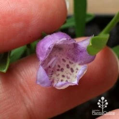 Eremophila Summertime Blue - Emu Bush 15 Eremophila Summertime Blue - Emu Bush -Bloom Field Shop apo summertime blue eremophila flower size