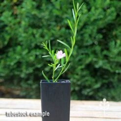 Eremophila Summertime Blue - Emu Bush 16 Eremophila Summertime Blue - Emu Bush -Bloom Field Shop apo summertime blue eremophila tubestock