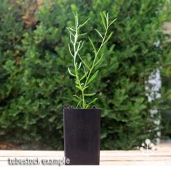 Eremophila Summertime Blue - Emu Bush 12 Eremophila Summertime Blue - Emu Bush -Bloom Field Shop apo summertime blue eremophila tubestock2