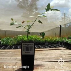 Blueberry Sunshine Blue -Bloom Field Shop apo sunshine blue tubestock side