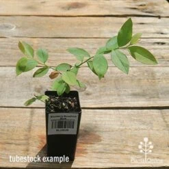 Blueberry Sunshine Blue -Bloom Field Shop apo sunshine blue tubestock top