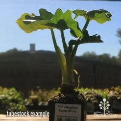 Philodendron Super Atom -Bloom Field Shop apo super atom tubestock chunky 1