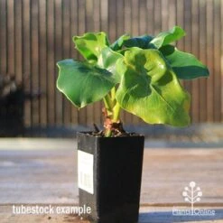 Philodendron Super Atom -Bloom Field Shop apo super atom tubestock front