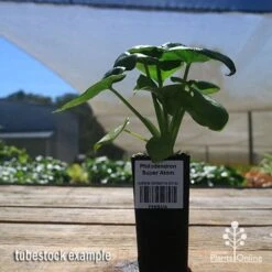 Philodendron Super Atom -Bloom Field Shop apo super atom tubestock nursery
