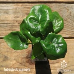 Philodendron Super Atom
