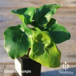 Philodendron Super Atom -Bloom Field Shop apo super atom tubestock top 1