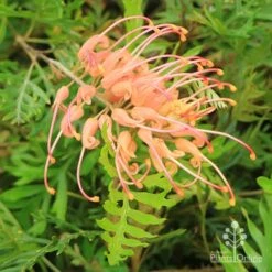 Grevillea Superb 12 Grevillea Superb -Bloom Field Shop apo superb grevillea
