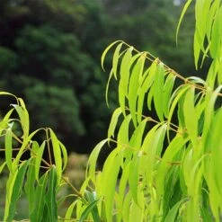 Waterhousea Sweeper - Weeping Lilly Pilly -Bloom Field Shop apo sweeper foliage