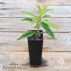 Waterhousea Sweeper - Weeping Lilly Pilly -Bloom Field Shop apo sweeper tubetock