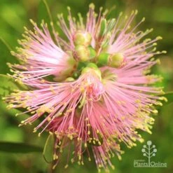 Callistemon Sweet Burst -Bloom Field Shop apo sweet burst buds opening