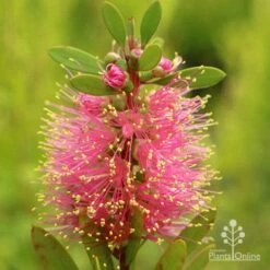 Callistemon Sweet Burst -Bloom Field Shop apo sweet burst callistemon flower