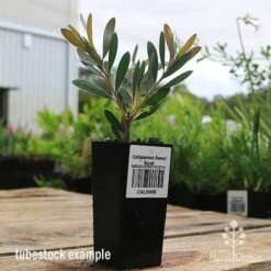 Callistemon Sweet Burst -Bloom Field Shop apo sweet burst callistemon tubestock