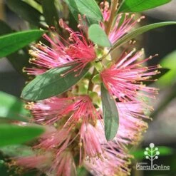 Callistemon Sweet Burst -Bloom Field Shop apo sweet burst flower ant