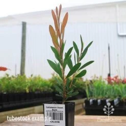 Callistemon Sweet Burst -Bloom Field Shop apo sweet burst tubestock colour
