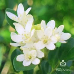 Murraya Sweet Privacy -Bloom Field Shop apo sweet privacy flowers