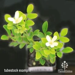 Murraya Sweet Privacy -Bloom Field Shop apo sweet privacy isolated