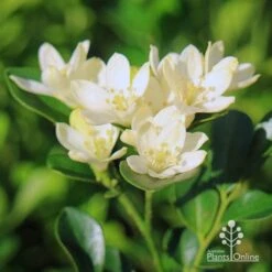 Bloom Field Shop -Bloom Field Shop apo sweet privacy murraya flowers