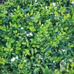 New Arrival 5 Murraya Sweet Privacy