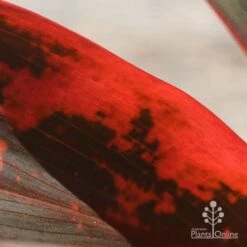 Cordyline Fruticosa Tangelo -Bloom Field Shop apo tangelo closeup