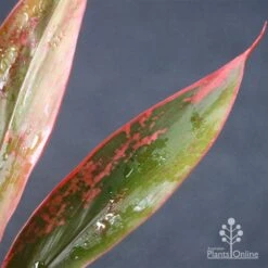 Cordyline Fruticosa Tangelo -Bloom Field Shop apo tangelo leaf