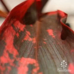 Cordyline Fruticosa Tangelo -Bloom Field Shop apo tangelo leaf close