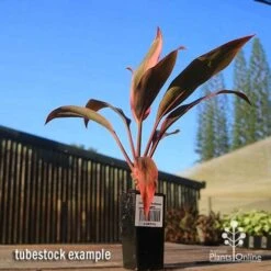 Cordyline Fruticosa Tangelo -Bloom Field Shop apo tangelo tubestock blue sky