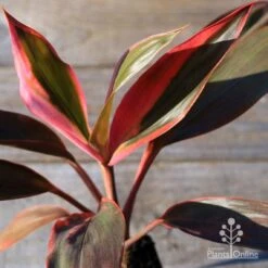 Cordyline Fruticosa Tangelo -Bloom Field Shop apo tangelo tubestock2