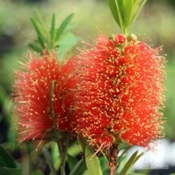 Callistemon Tangerine Dream 18 Callistemon Tangerine Dream -Bloom Field Shop apo tangerine dream callistemon