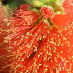 Callistemon Tangerine Dream 15 Callistemon Tangerine Dream -Bloom Field Shop apo tangerine dream superclose