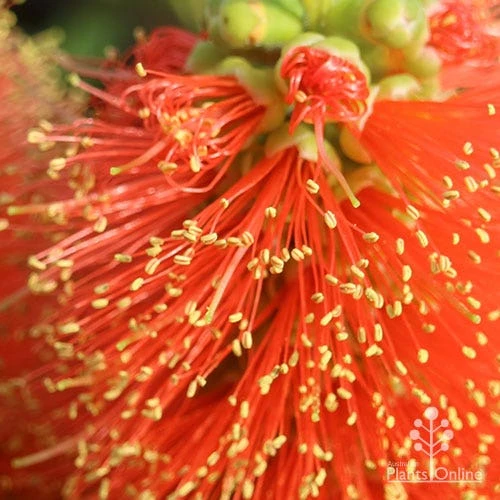 Callistemon Tangerine Dream 7 Callistemon Tangerine Dream - Image 5