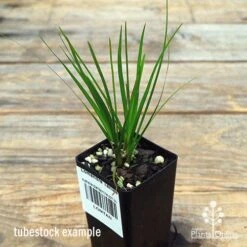 Lomandra Tanika -Bloom Field Shop apo tanika tubestock