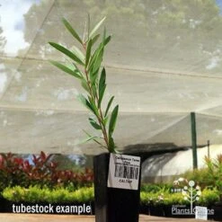 Callistemon Taree Pink -Bloom Field Shop apo taree pink tubestock