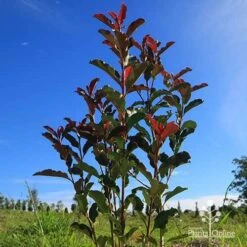 Photinia Thin Red 15 Photinia Thin Red -Bloom Field Shop apo thin red habit blue sky
