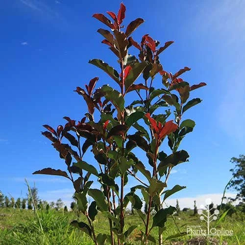 Photinia Thin Red 5 Photinia Thin Red - Image 3