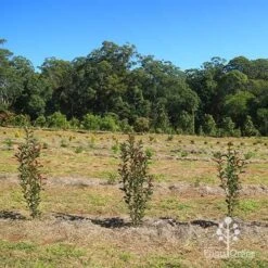 Photinia Thin Red 21 Photinia Thin Red -Bloom Field Shop apo thin red nursery hedge 2