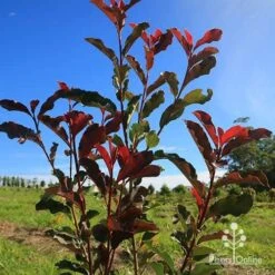 Photinia Thin Red 17 Photinia Thin Red -Bloom Field Shop apo thin red nursery planting
