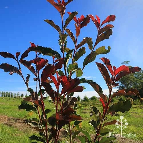 Photinia Thin Red 7 Photinia Thin Red - Image 5