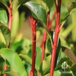 Photinia Thin Red 18 Photinia Thin Red -Bloom Field Shop apo thin red red stems 2