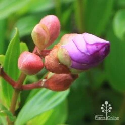 Tibouchina Allure -Bloom Field Shop apo tibouchina allure bud