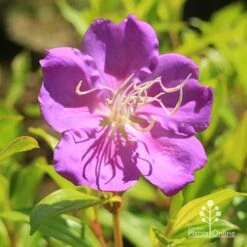 Tibouchina Allure -Bloom Field Shop apo tibouchina allure flower2